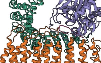 PP2A holoenzyme crystal structure