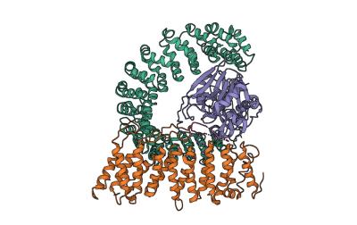 PP2A holoenzyme crystal structure